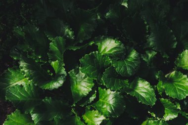 Çiy damlaları yakın çekim papatya güzel yaprakları. Güneşli bir günde yağmur damlaları ile saf, hoş, güzel zengin yeşillik. Kopya alanı ile yağmur havasında yeşil dokulu bitkilerin arka plan. Zengin bitki örtüsü