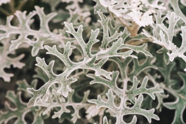 Makro renkte gri yeşil sinerarya yaprakları. Egzotik tozlu değirmenci fabrikasına yakın çekim. Sineraria Maritima 'nın doğal arka planı. Gümüş toz bitkisi. Güzel Senecio sineması. İnanılmaz bitkilerin pürüzlü yaprakları.