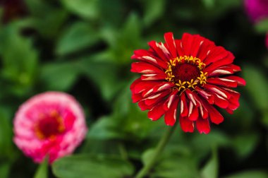 Zinyanın iki çiçeği: yeşil yaprakların arka planına karşı kırmızı ve pembe. Makro.