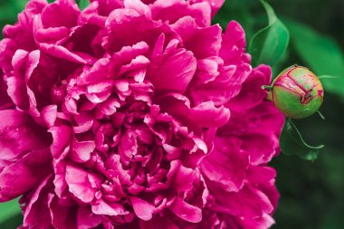 İnanılmaz pembe şakayık. Uzun yeşil yaprakları yakın çekim ile gür macenta çiçek ve genç tomurcuk blooming. Kopya alanı ile çiçek böcek. Makroda şişirilmemiş tomurcuk üzerinde küçük siyah karınca sürüngen. Güzel şakayık.