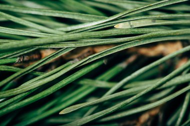 Kozalaklı bir dalı yakın çekimin makro dokusu.