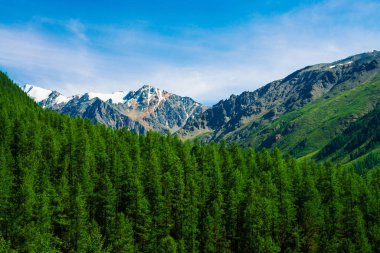 Mavi berrak gökyüzü altında ormanlık tepearkasında karlı dağ tepesinde. Kozalaklı ormanın üzerindeki kayalık sırt. Görkemli doğanın atmosferik minimalist manzara.
