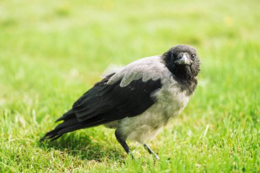 Siyah karga kopya alanı ile yeşil çim üzerinde yürüyor. Çimenlerin üzerinde kuzgun. Çayırda vahşi kuş. Şehir faunasının yırtıcı hayvanı. Kuşun tüyleri yakın. Hayvan vücudunun ayrıntılı arka plan.