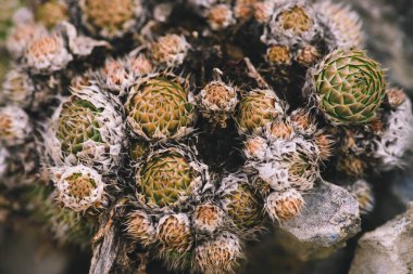 Taşlar yakın çekim arasında pitoresk dikenli sulu güzel küme. Rocky makro fotoğrafçılıkta dört mevsim bitkilerden kurtuldu. Vahşi doğada dağ kaktüsleri.