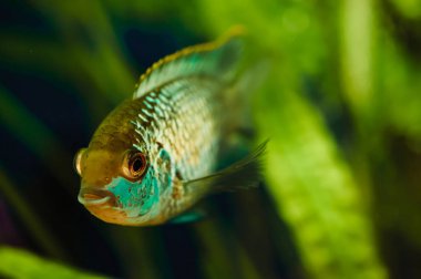 Nannacara mı? Yosun bir arka plan üzerinde Mavi akvaryum balık.