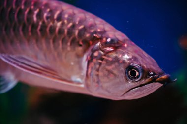 Büyük parlak pembe balık yakın çekim. Skleropages Jardini.