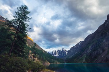 Dev buzulun manzaralı harika dağ gölü. Kozalaklı ormanları olan devasa dağlar. Su kenarında bir karaçam ağacı. Dağların görkemli doğasının sabah manzarası. Bulutlu dağ manzarası.