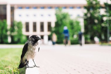 Siyah karga kopya alanı ile bokeh şehir binasının arka planda gri kaldırım yakınında sınırda yürüyor. Yeşil çimenlerin yanında kaldırımda kuzgun. Asfalttaki yabani kuş yakın çekim. Şehrin yırtıcı hayvanı.