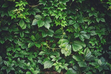 İlkbaharda büyük yeşil yaprakların çit. Parthenocissus henryana yeşil çit. Kız sıcağına üzümlerin doğal arka planı. Parthenocissus inserta çiçek dokusu. Zengin yeşillik. Botanik bahçesinde bitkiler.