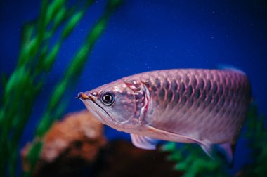 Skleropages Jardini yosun ve mercan arasında yüzer. Büyük parlak pembe balık.