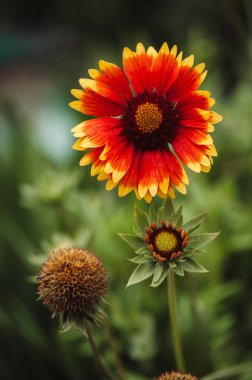 Çiçek Gaillardia pulchella büyüme aşaması: bir tomurcuk, çiçekli, solma.