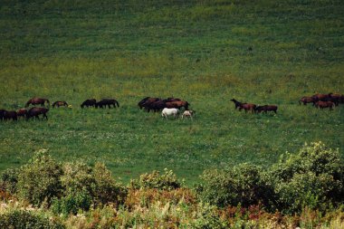 At sürüsi çayırda otluyor. Bir tay beyaz bir atın etrafında atlar.