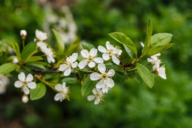 Ağaç cerasus yakın çekim güzel çiçekler. Kopya alanı ile makro dal bahar çiçekleri Romantik arka plan. Sarı pestle ve stamens ile küçük beyaz çiçekler. İlkbaharın çiçekaçan bitkileri.