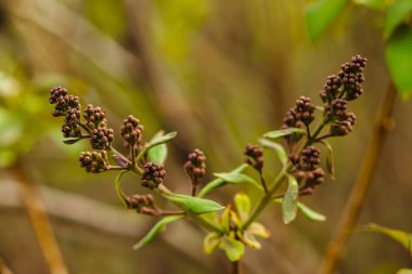İlkbaharda syringa tomurcuk. Yakın çekimde güzel leylak ağacı. Yeşillikli arka plan. Leylak çiçekleri ilkbaharda açar.