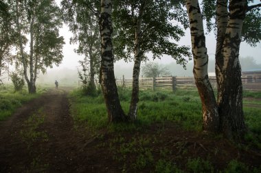 Bir adam huş bahçesinden toprak bir yolda yürüyor..