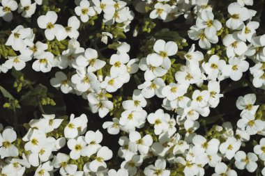 Beyaz hesperis güzel küme makro yakın çekim. Fotokopi alanı ile nightviolet küçük çiçekler grubunun beyaz arka plan. 