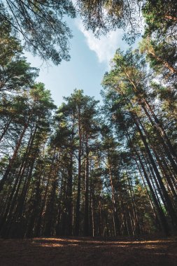 Açık gökyüzünün altında uzun çamdüz gövdeleri. Berrak gökyüzünün arka planında dev iğne yapraklı ağaçların taçları. Koyu atmosferik kozalaklı orman. Glade'nin kökleri. Çamlık dokusu. İnanılmaz doğa manzarası.