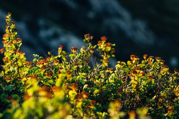 Cespuglio Spiraea Sullo Sfondo Una Zona Montuosa — Foto Stock