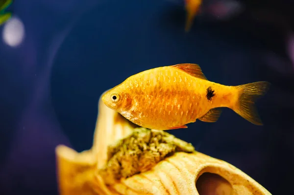 Der Barbus Schwimmt Heimischen Aquarium Aus Nächster Nähe Schöne Aquarium — Stockfoto