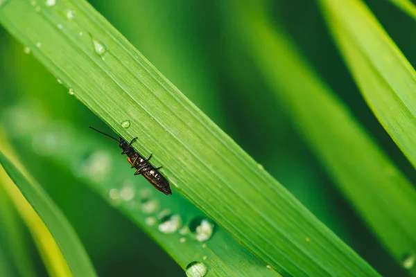 Kleine Kever Cerambycidae Levendig Glanzend Groen Gras Met Dauwdruppels Close — Stockfoto