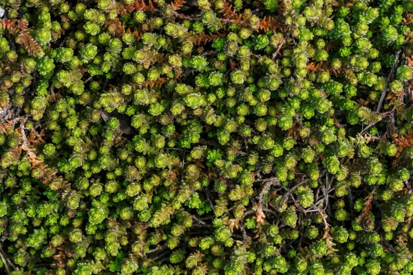 Pequenas Suculentas Verdes Coberto Chão Belo Sedum Macro Antecedentes Plantas — Fotografia de Stock