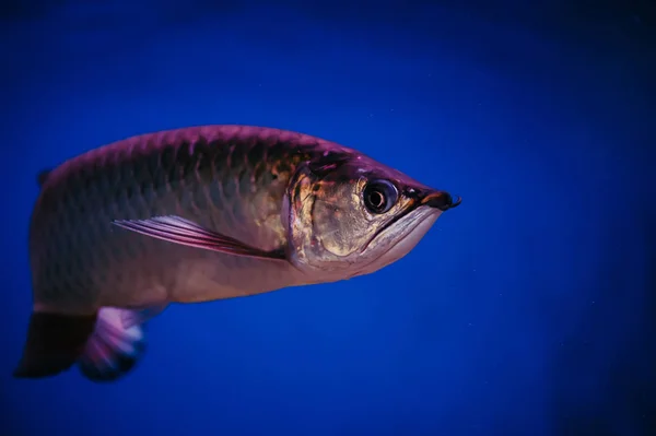 Grande Pesce Rosa Lucido Scleropages Jardini — Foto Stock