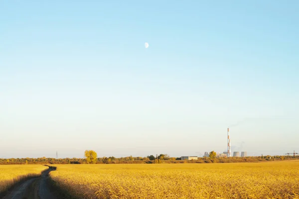 Strada Sterrata Attraverso Campo Grano Oro Alla Luce Del Sole — Foto Stock