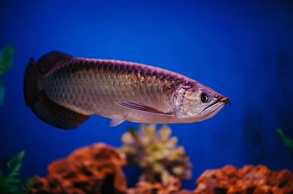 Склеропаси Джардіні Плавають Серед Водоростей Коралів Велика Блискуча Рожева Риба — стокове фото