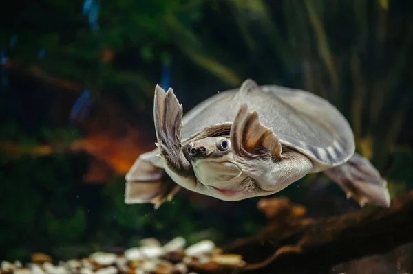 Carettochelys Insculpta Vidám Teknős Úszik Víz Alatt Mókás Állatok — Stock Fotó