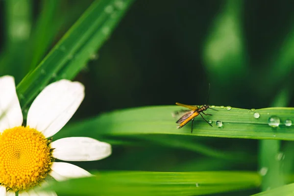 Μικρά Κερασοπρένια Κεραμιδάκι Λαμπερό Πράσινο Γρασίδι Δροσιά Κοντά Στην Μαργαρίτα — Φωτογραφία Αρχείου