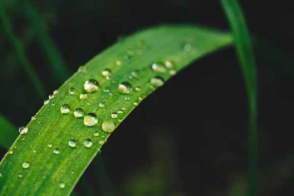 Hermosa Hierba Verde Brillante Viva Con Gotas Rocío Cerca Con — Foto de Stock