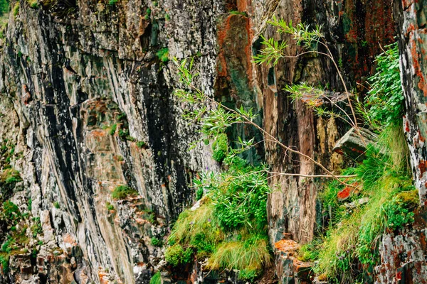 Mossy Orange Rocky Layered Surface Mountain Rich Vegetations Highlands Plants — Stock Photo, Image