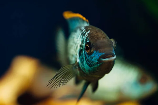 Nannacara Pescado Azul Fondo Barco Decorativo Cerámica Amarillo —  Fotos de Stock