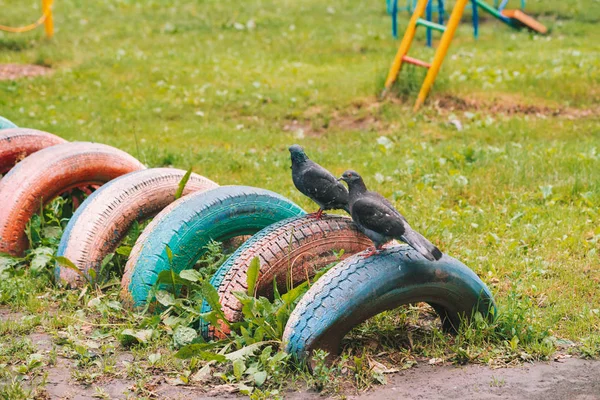 Dos Palomas Grises Están Cerca Colorido Patio Recreo Día Soleado — Foto de Stock