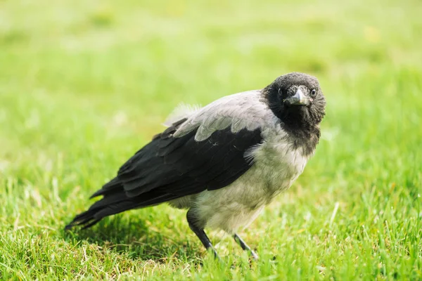 Svart Kråka Promenader Grön Gräsmatta Med Kopia Utrymme Raven Gräs — Stockfoto