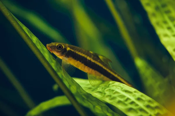 Zorro Siamés Pequeño Pez Acuario Flota Entre Las Algas — Foto de Stock