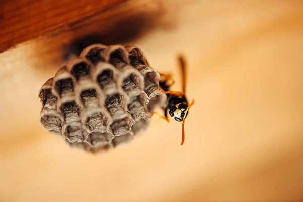 Kleine Wespen Schützen Ihre Waben Makro Gefährliches Gelb Schwarz Gestreiftes — Stockfoto