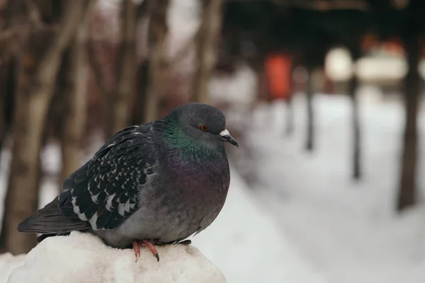 Gray Pigeon Sits Snowdrift Park Background Trees Winter — Stock Photo, Image