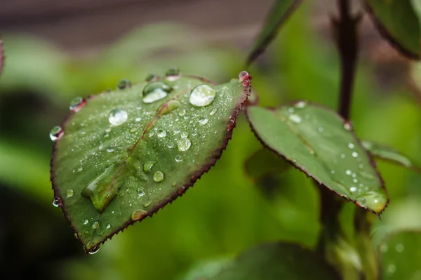 Rain Drops Green Rose Leaves Close Plants Garden — Stock Photo, Image