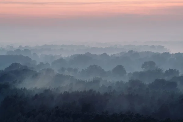 Tajemný Výhled Les Mlze Časně Ráno Podivná Mlha Mezi Vrstvami — Stock fotografie
