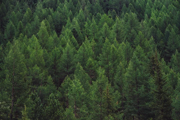 Szczegółowa Tekstura Lasu Conifer Wzgórzu Bliska Tło Wierzchołki Drzew Zboczu — Zdjęcie stockowe