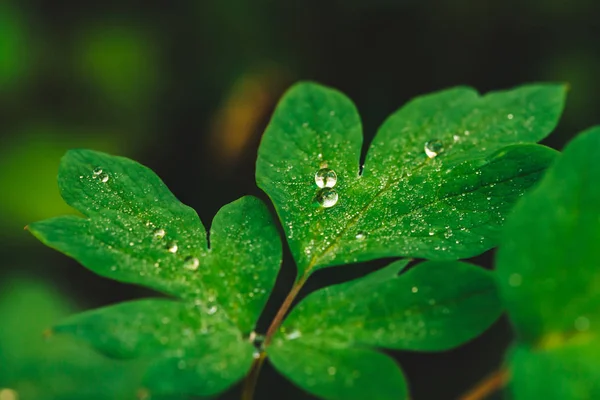 Beautiful Vivid Green Leaves Dicentra Dew Drops Close Copy Space — Stock Photo, Image