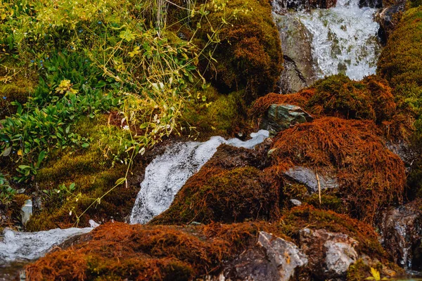 丰富的高原植物 红色和绿色的苔 五颜六色的植物 岩石的小瀑布 山坡上的泉水 惊人的自然背景与美丽的山植被 — 图库照片
