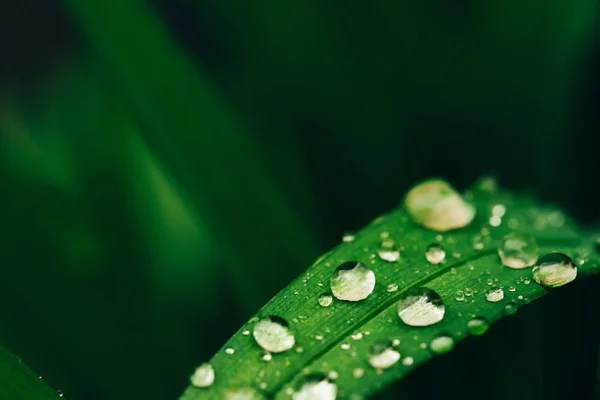 Hermosa Hierba Verde Brillante Viva Con Gotas Rocío Cerca Con — Foto de Stock