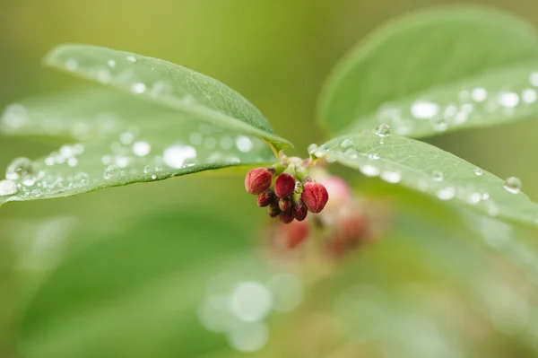 Snowberry and drops. — Stock Photo, Image