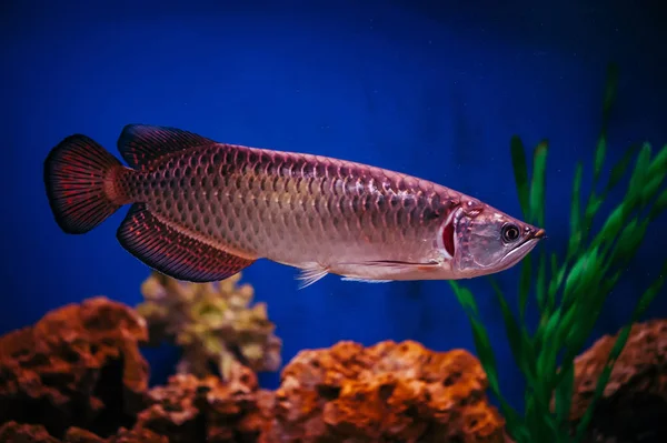 Scleropages Jardini Úszik Között Alga Korallok Egy Nagy Csillogó Rózsaszín — Stock Fotó