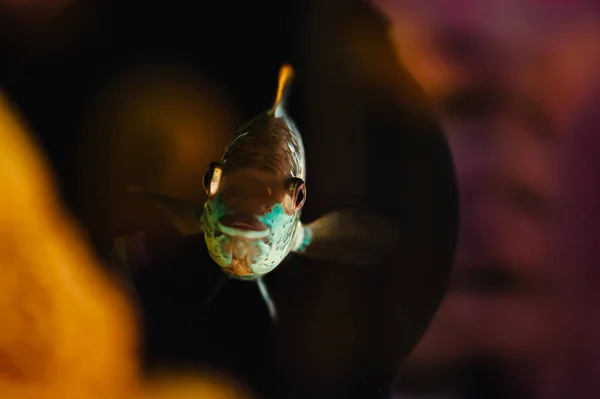 南娜卡拉蓝鱼漂浮在家庭水族馆特写 — 图库照片