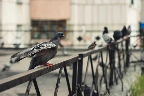 Pigeons Sit Iron Fence Courtyard Multi Storey Building City Courtyard — Stock Photo, Image