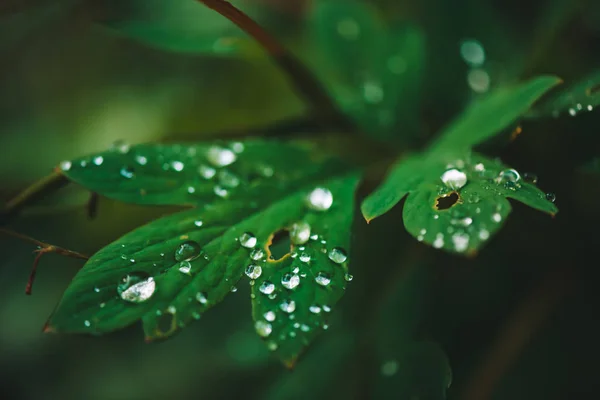 Foglie Verde Scuro Con Gocce Rugiada Primo Piano Con Spazio — Foto Stock