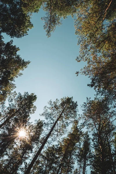 Straight trunks of tall pines under open sky. Crowns of giant coniferous trees on background of clear sky. Dark atmospheric conifer forest. Texture of pinery. Amazing nature landscape.